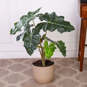ALOCASIA INDOOR PLANT