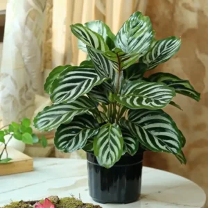 Calathea
