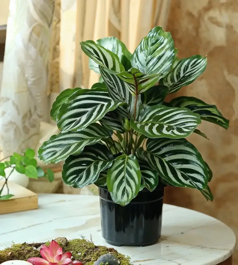 Calathea