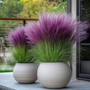 PURPLE ORNAMENTAL GRASS