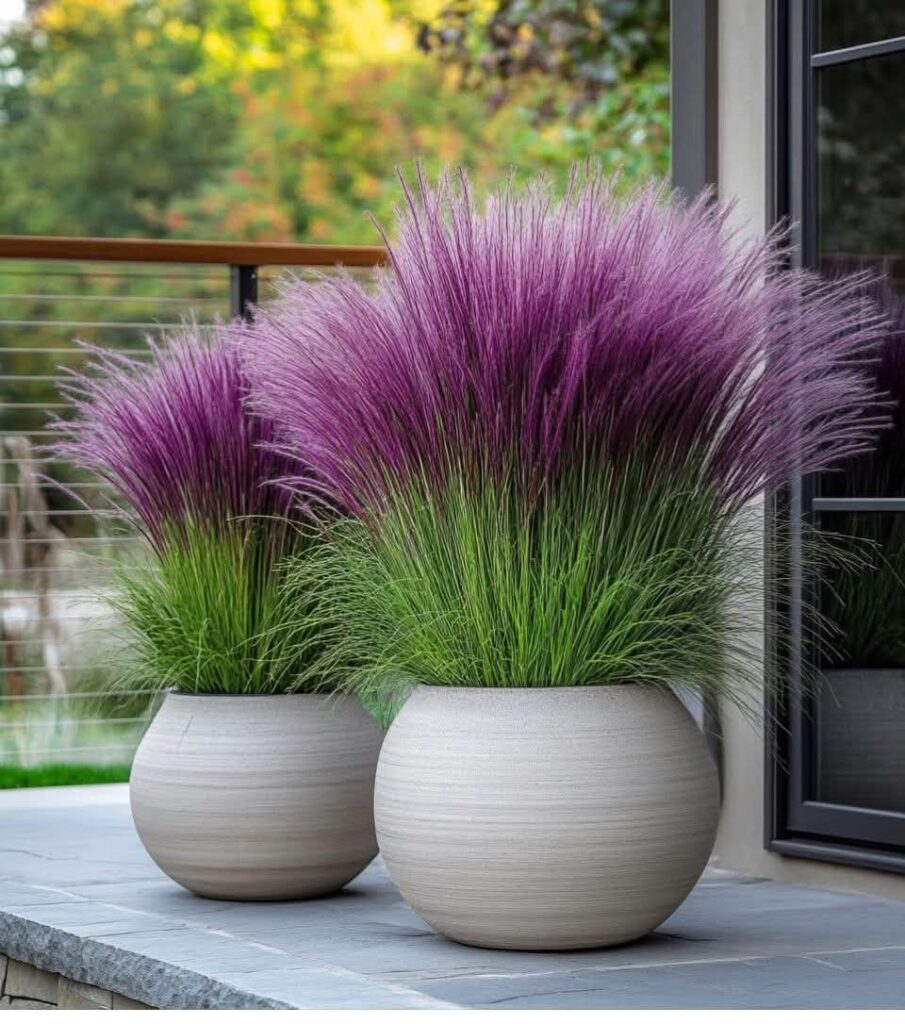 PURPLE ORNAMENTAL GRASS