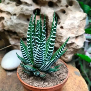ZEBRA HAWORTHIA INDOOR PLANT