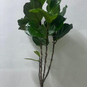 FICUS LYRATA FIG LEAF