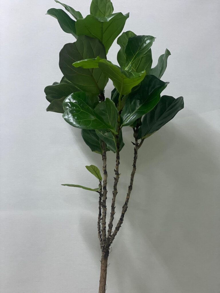 FICUS LYRATA FIG LEAF