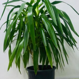 DRACAENA DRAGON TREE