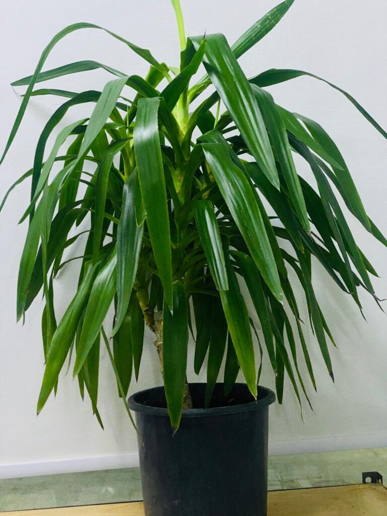 DRACAENA DRAGON TREE
