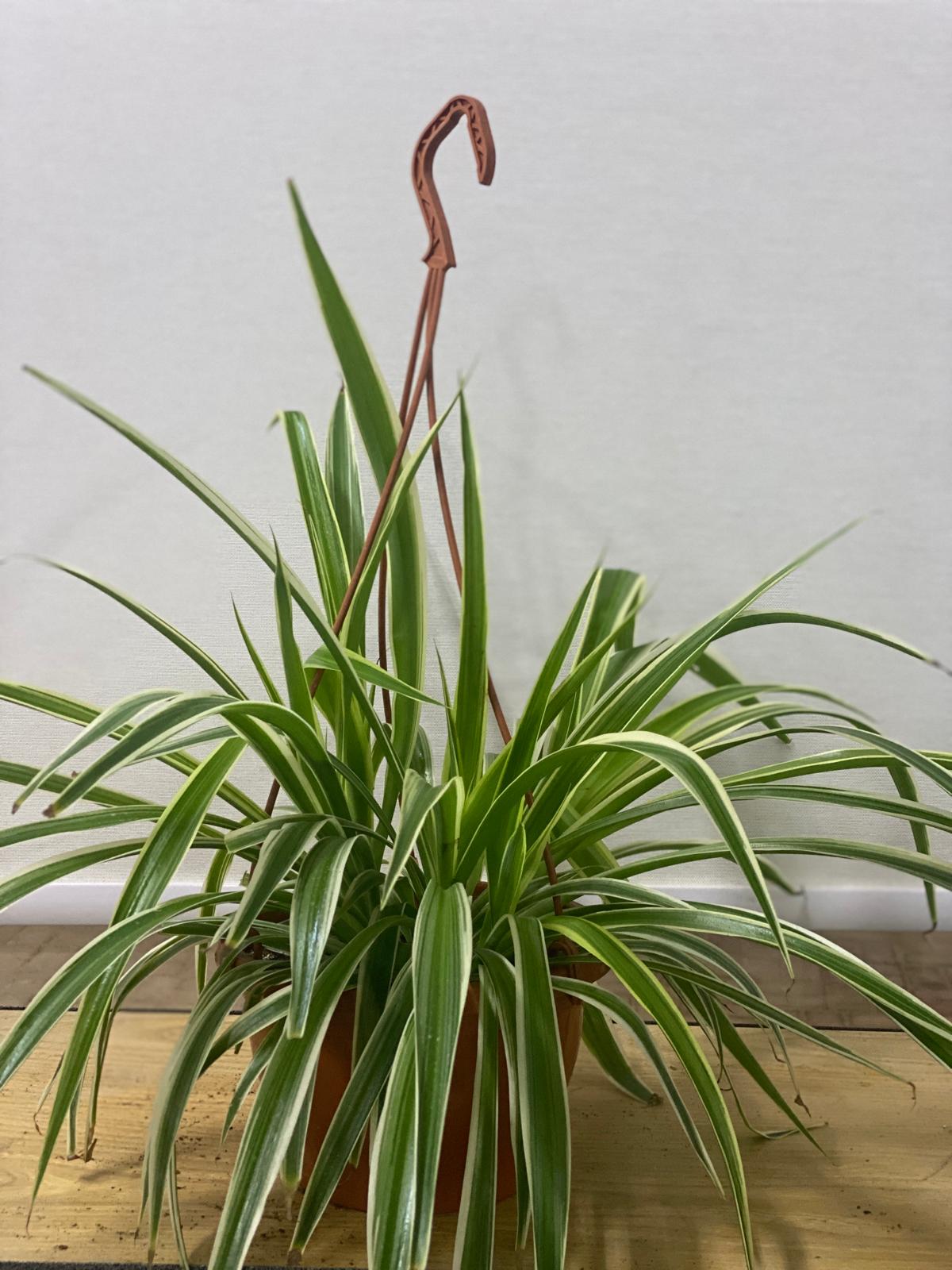 SPIDER INDOOR PLANT