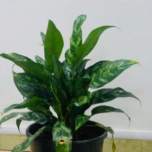AGLAONEMA MARIA