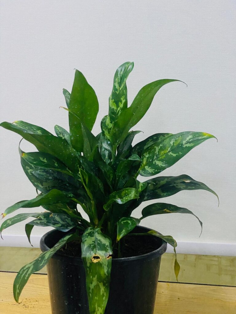AGLAONEMA MARIA