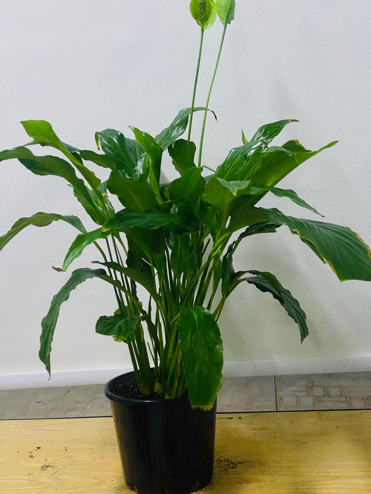 PEACE LILY