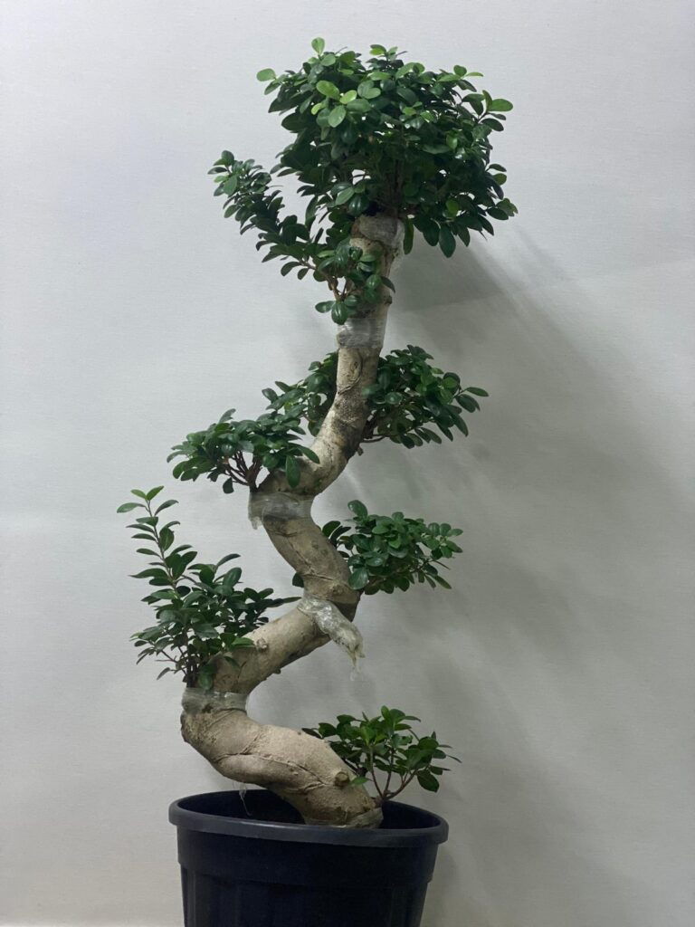 BONSAI INDOOR PLANT