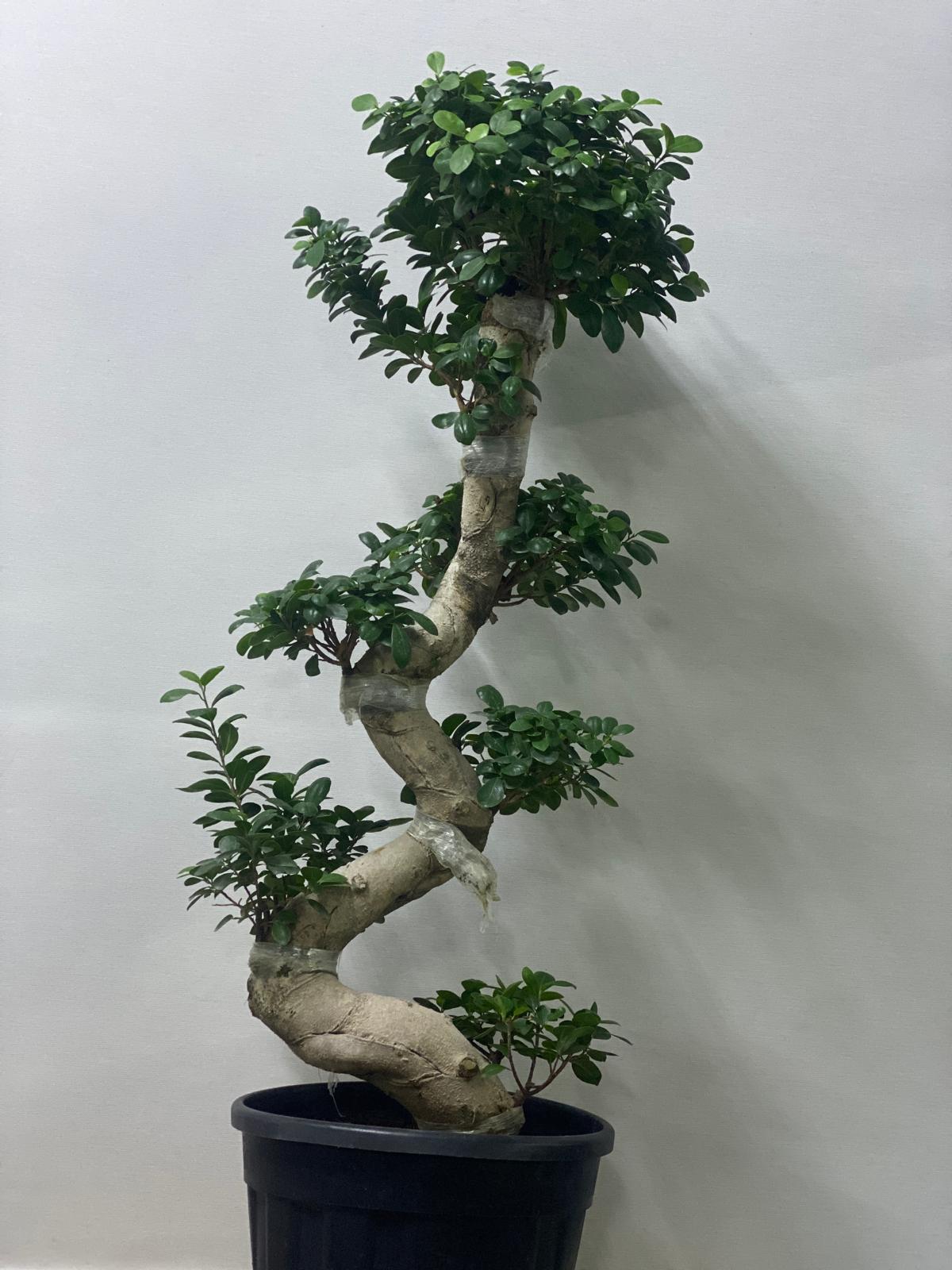 BONSAI INDOOR PLANT