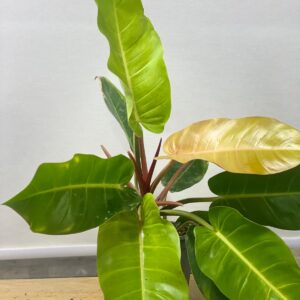PHILODENDRON INDOOR PLANT