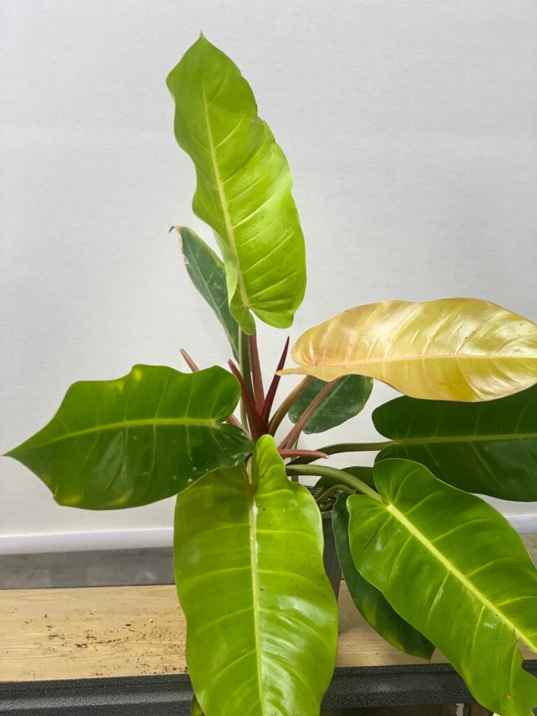 PHILODENDRON INDOOR PLANT