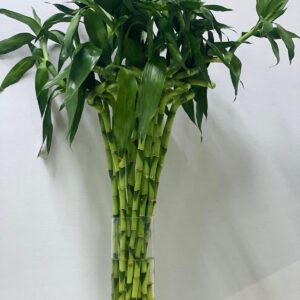 lucky bamboo