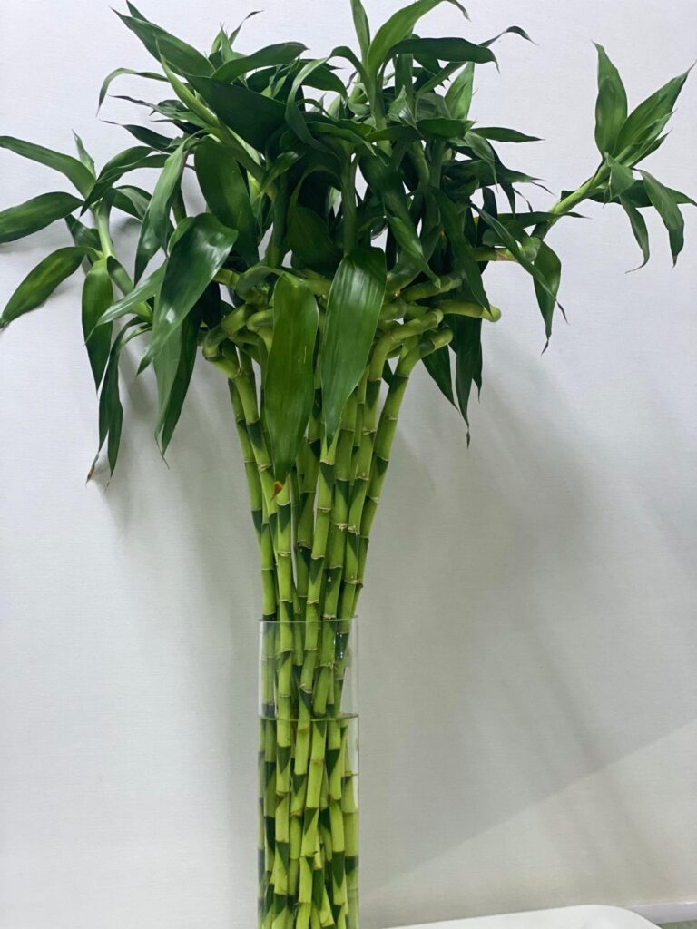 lucky bamboo