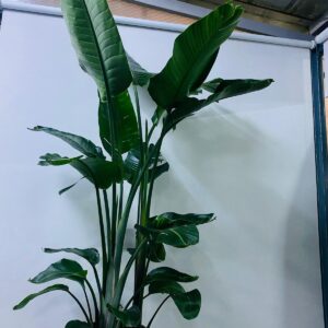 STRELIZIA INDOOR PLANT
