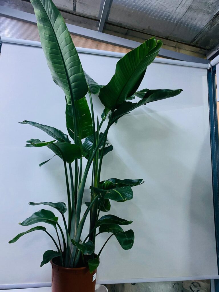 STRELIZIA INDOOR PLANT