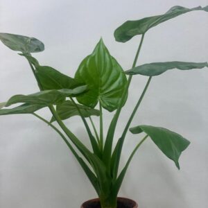 ALOCASIA INDOOR PLANT