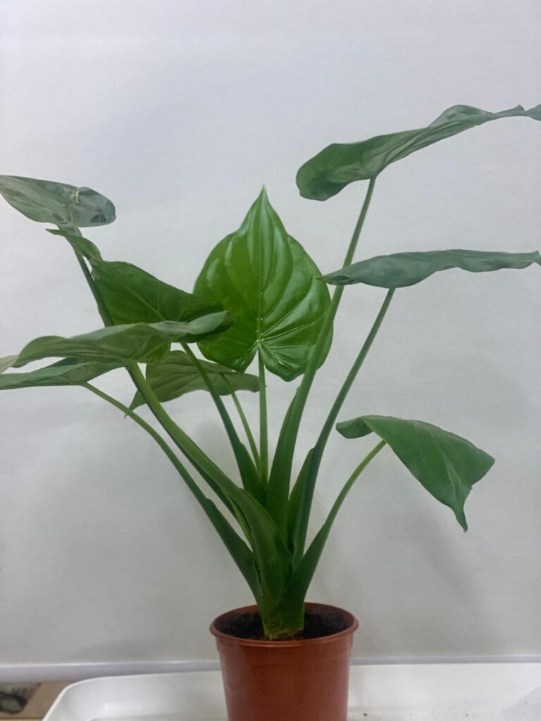ALOCASIA INDOOR PLANT