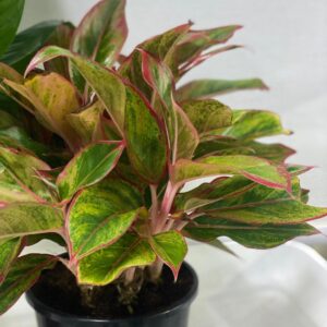 RED AGLAONEMA INDDOR PLANT