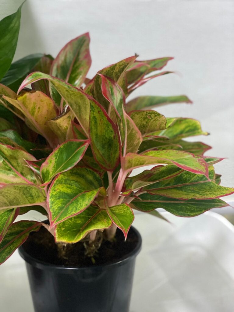 RED AGLAONEMA INDDOR PLANT