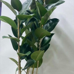 RUBBAR INDOOR PLANT