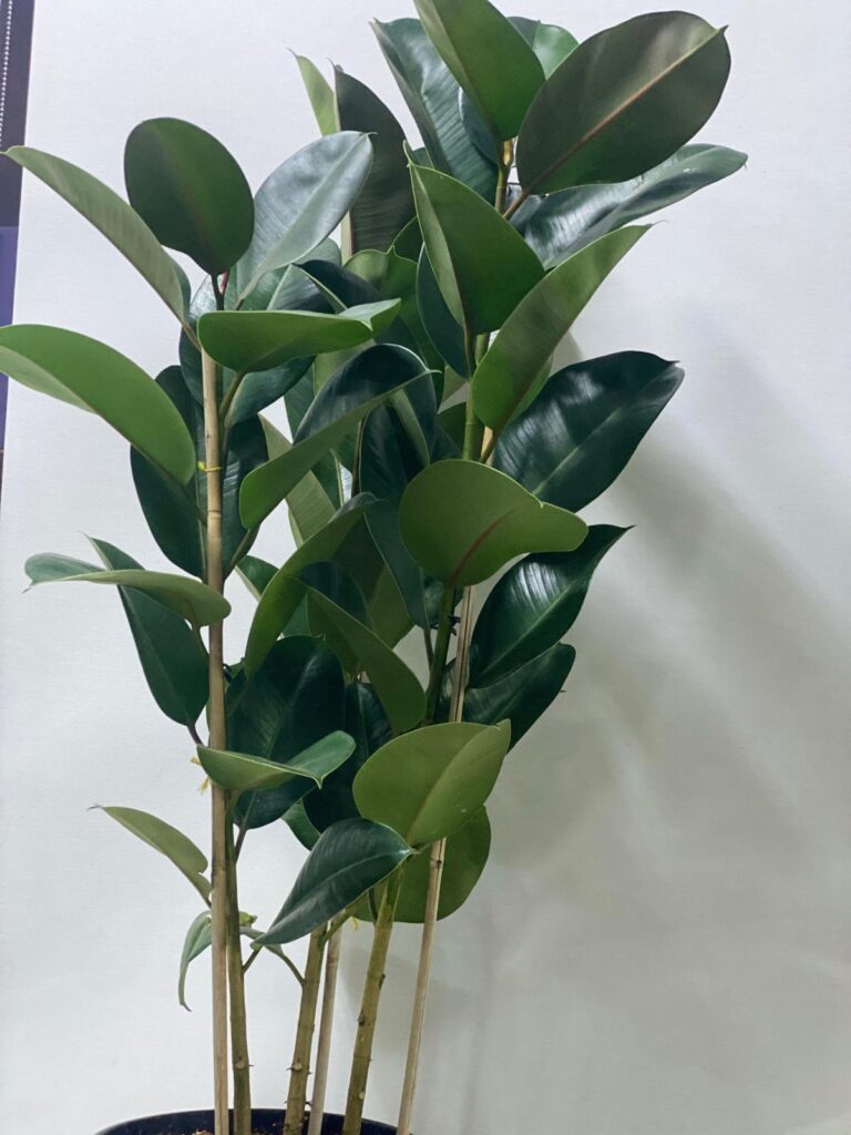 RUBBAR INDOOR PLANT