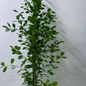 FICUS PANDA