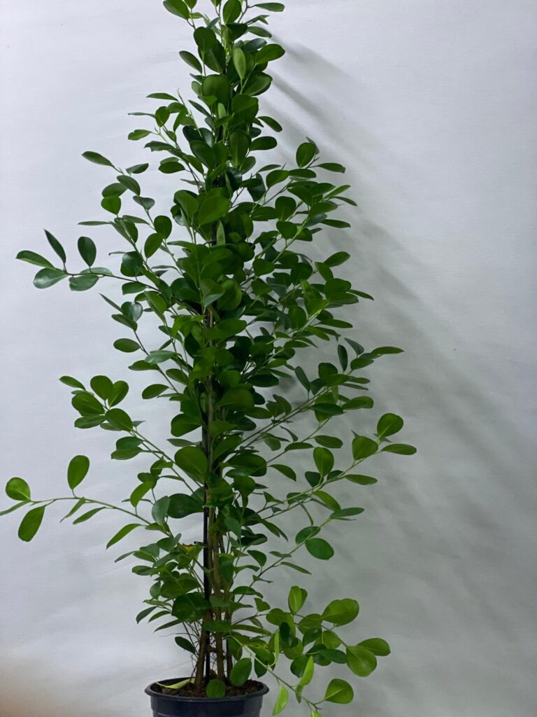 FICUS PANDA
