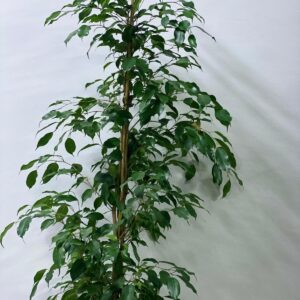 FICUS TREE