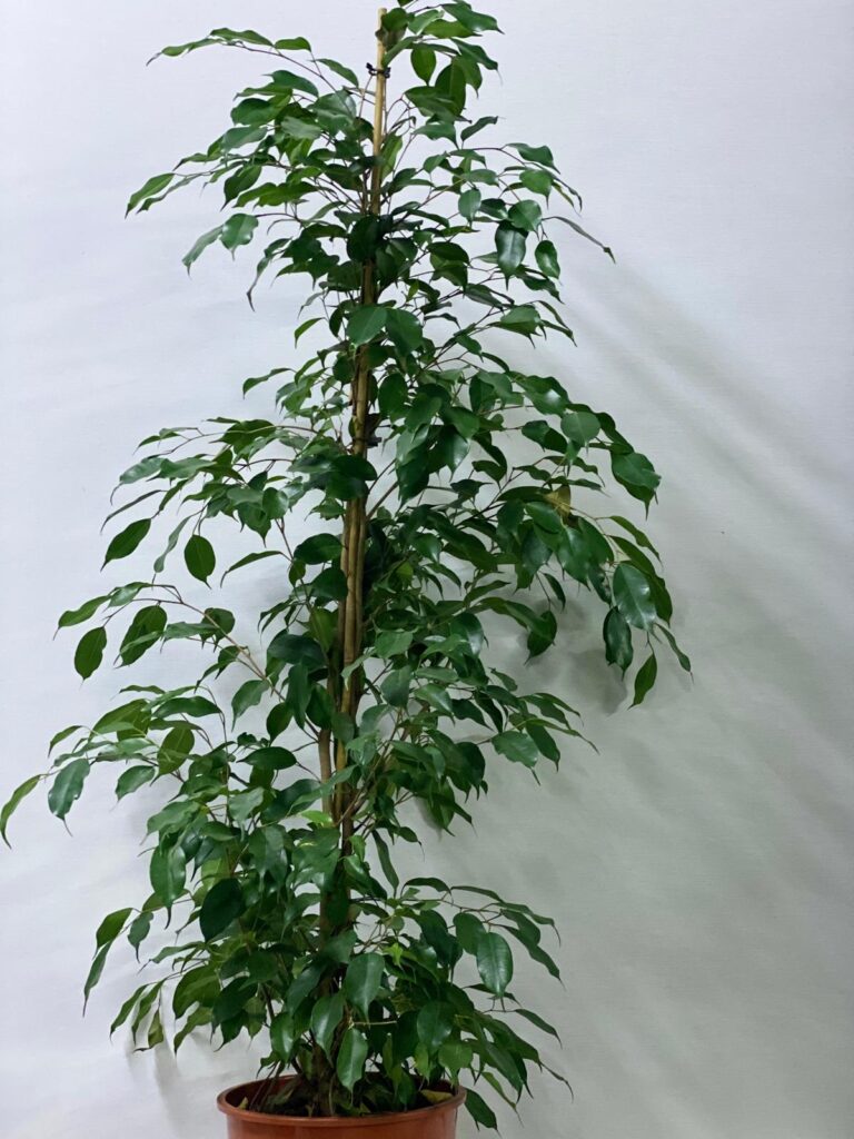 FICUS TREE