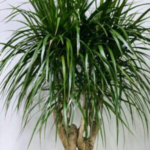 DRACAENA INDOOR PLANT