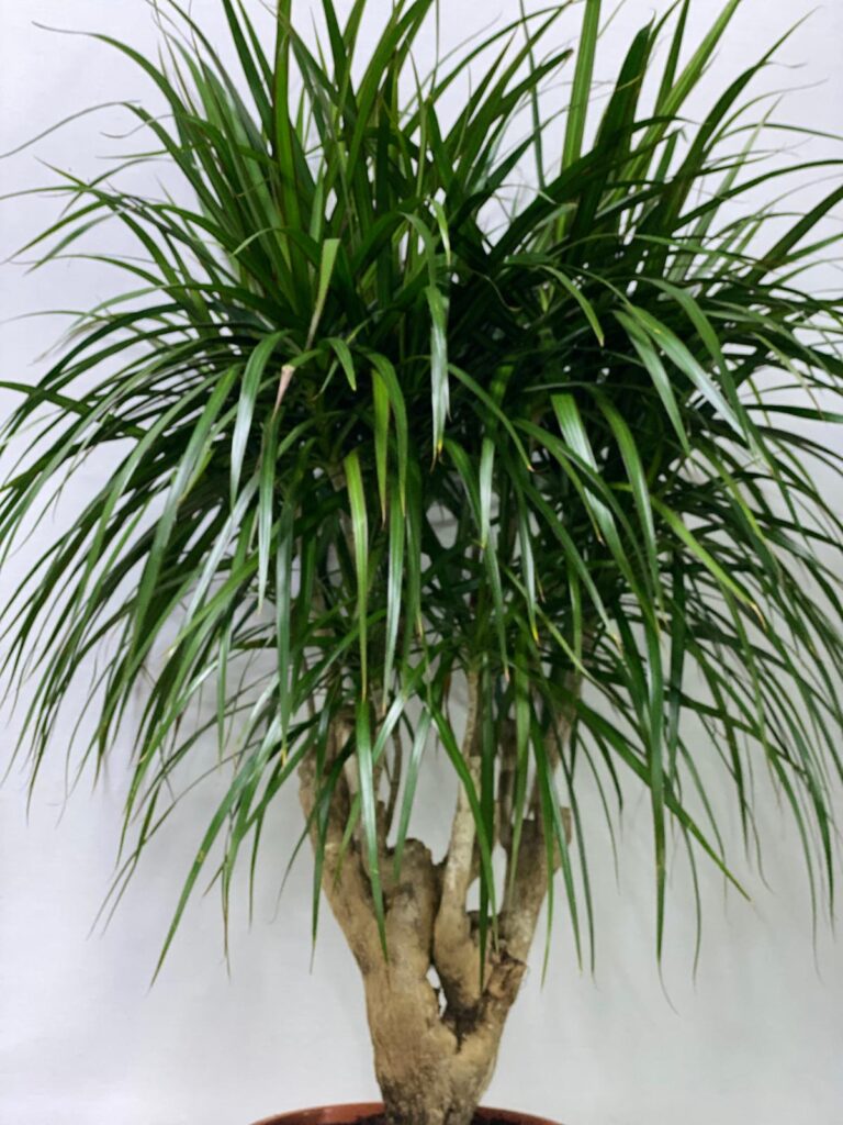 DRACAENA INDOOR PLANT