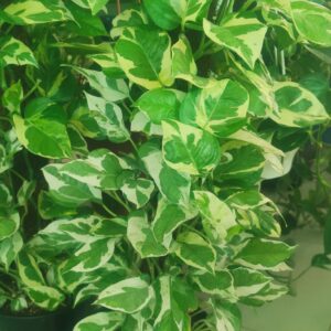 MONEY PLANT INDOOR