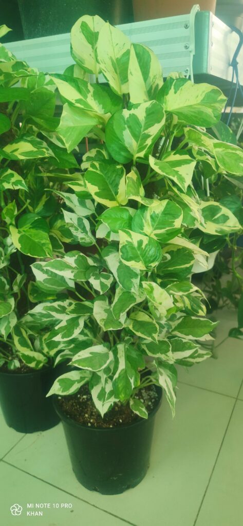 MONEY PLANT INDOOR