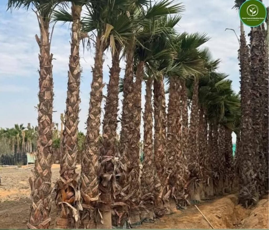 Washingtonia