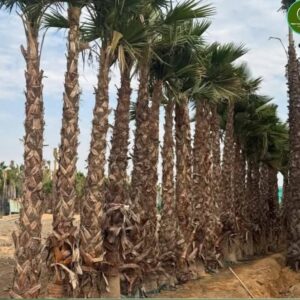 Washingtonia
