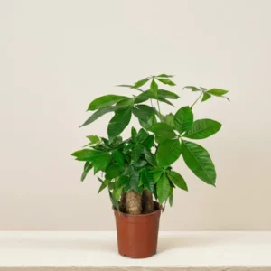 MONEY TREE