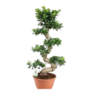 BONSAI INDOOR PLANT