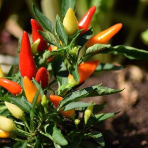 chili pepper, fruit, plant, pepper, spices, leaves, organic, garden, nature, chili pepper, chili pepper, pepper, pepper, pepper, pepper, pepper