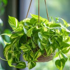 MONEY PLANT