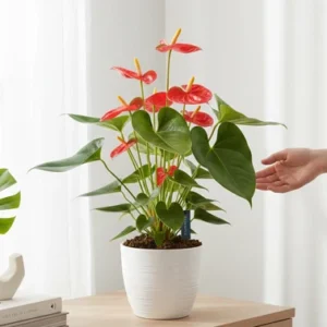 ANTHURIUM