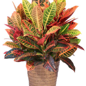 CORTON INDOOR PLANT