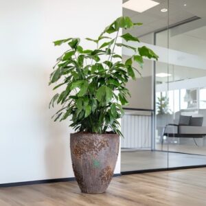 CARYOTA INDOOR PLANT
