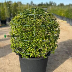 ehretia outdoor plant