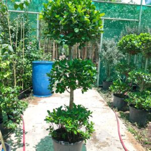 ficus panda