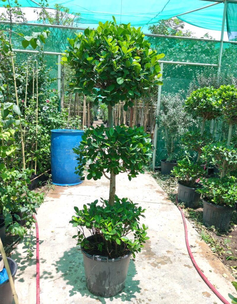 ficus panda