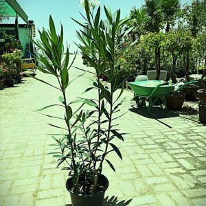 Nerium oleander