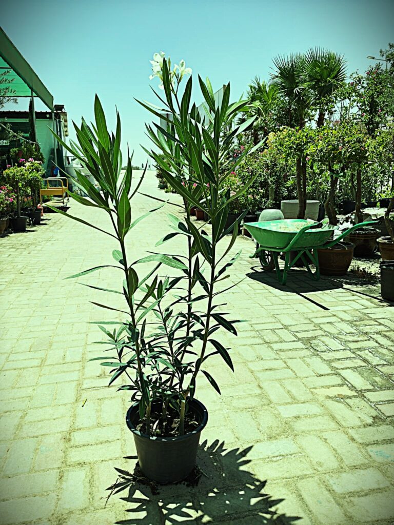 Nerium oleander
